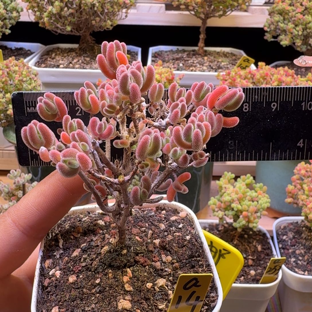 a14号红叶冠服6lmzy