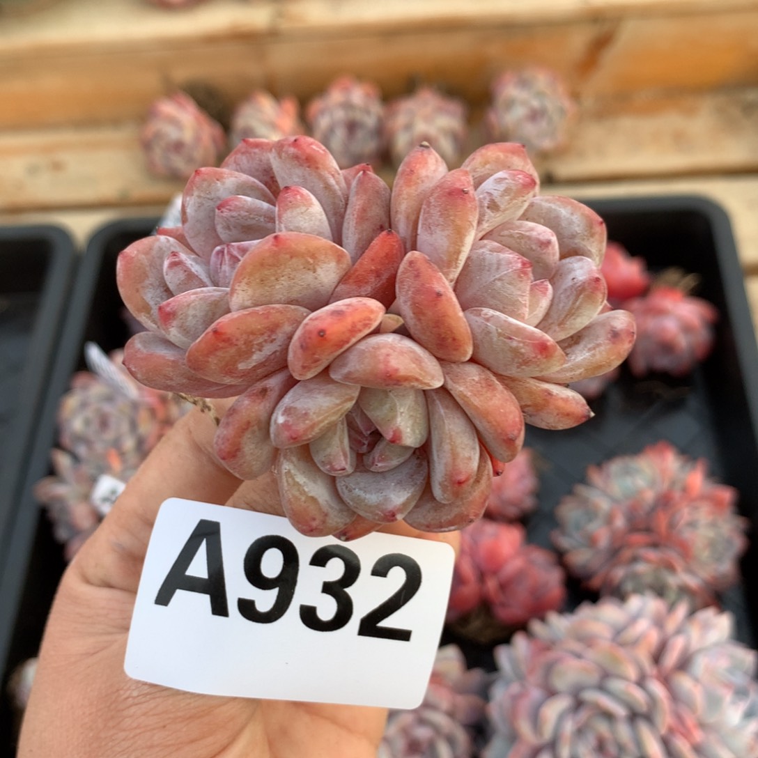 A932 橙梦露小树 清仓 迷你