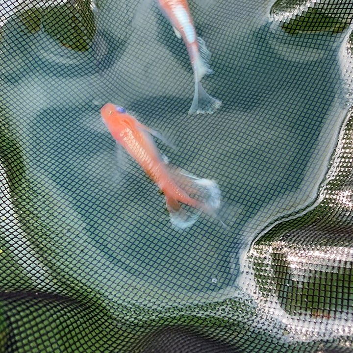 青鳉鱼编号 121 木红赤壁真长鳍一对