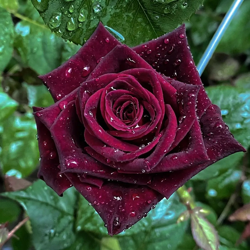 新品嫁接妖姬玫瑰大花苗四季开花室内外绿植盆栽玫瑰老桩老根