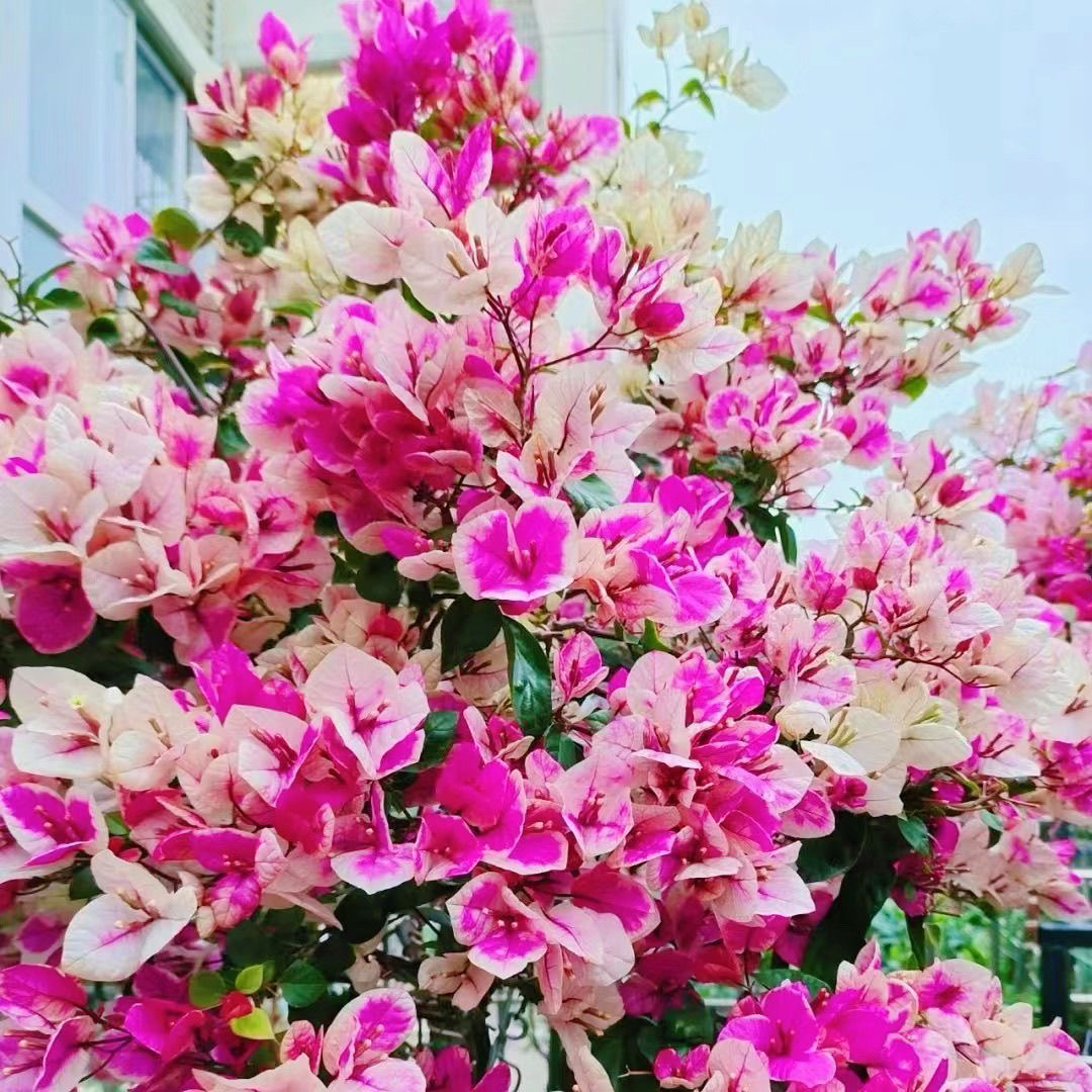 带盆(百变红樱)加仑盆发货 对版精品三角梅 好活不带花 四季开花