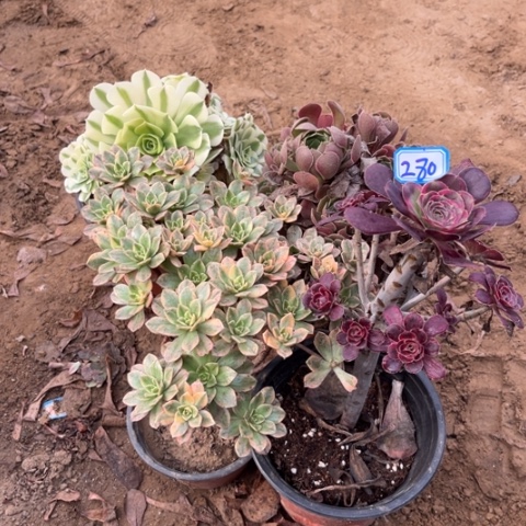 280多肉植物组合，
