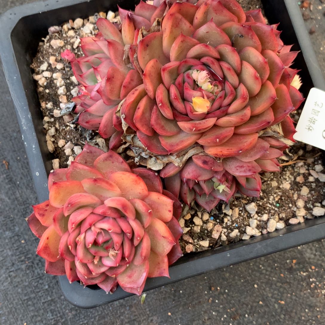 683杂交多肉老桩15冠