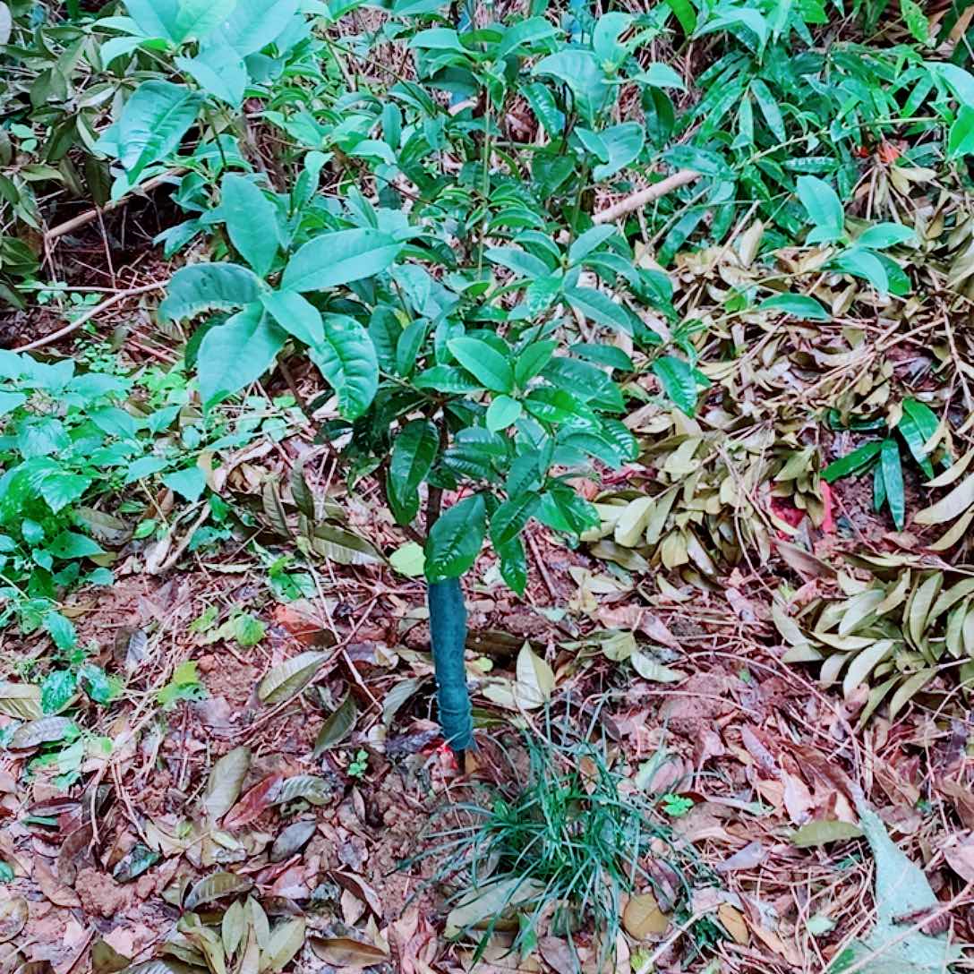 *****完全开放1/2左右四级桂