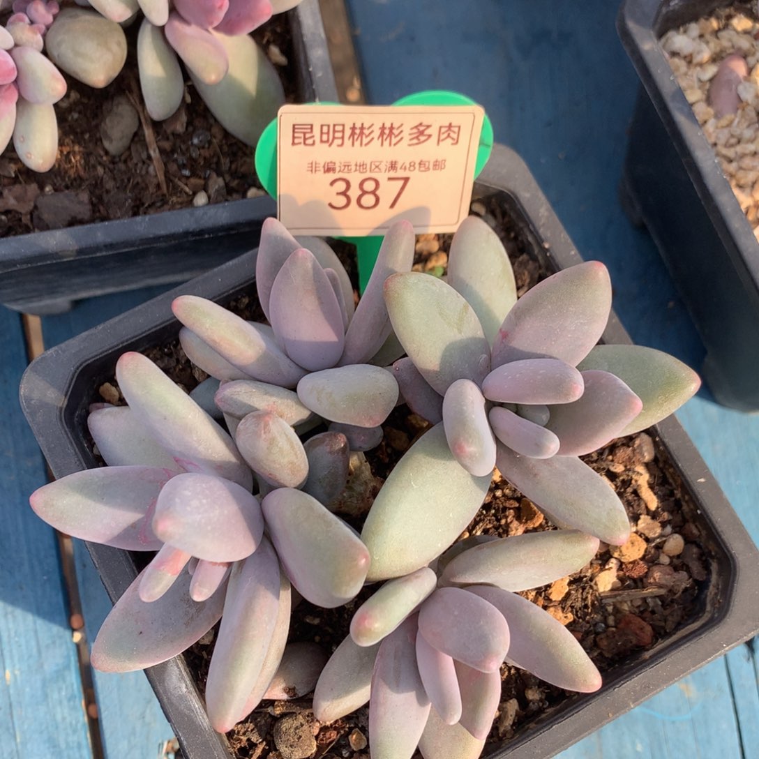 企鹅无砍一物一拍387