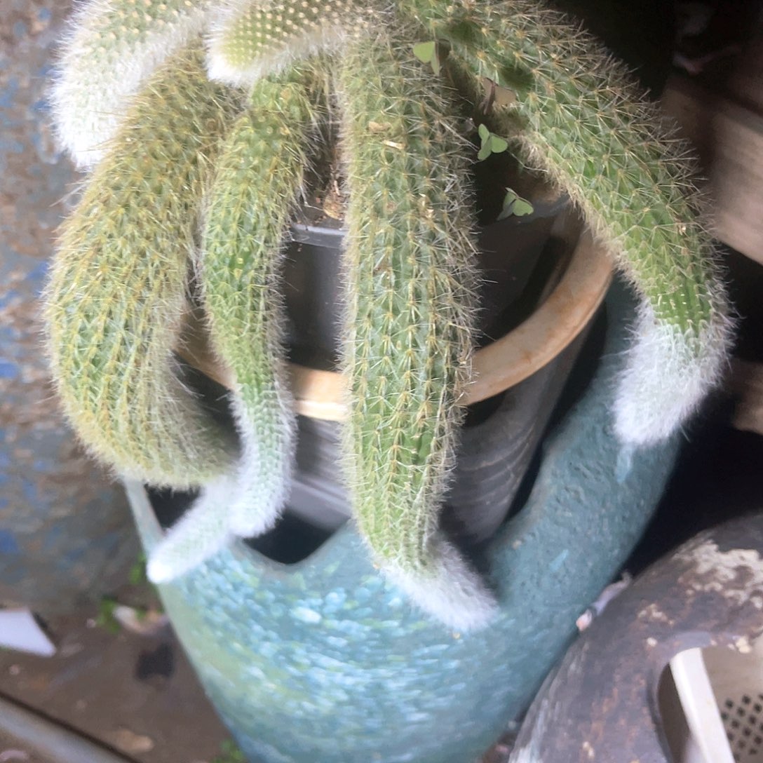 鋆***淼福利款肉肉不售后