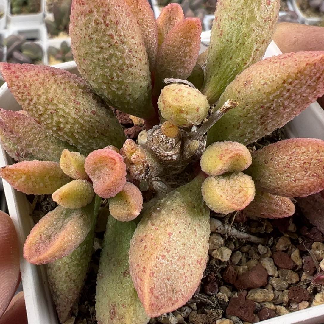 实生新品多肉植物