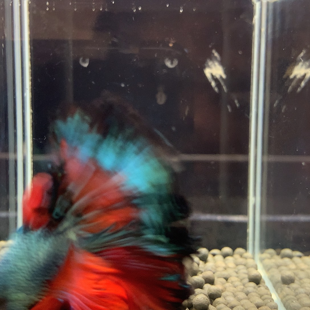 斗鱼七弟泰国斗鱼142