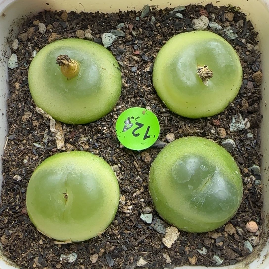 拉登2/2/2.1/2.2多肉124