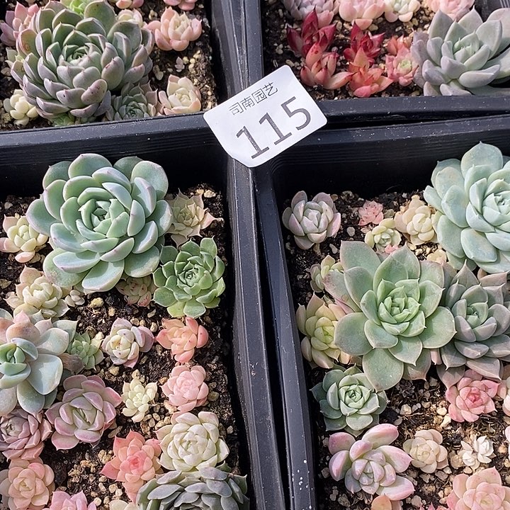 115 多肉植物盆栽花卉