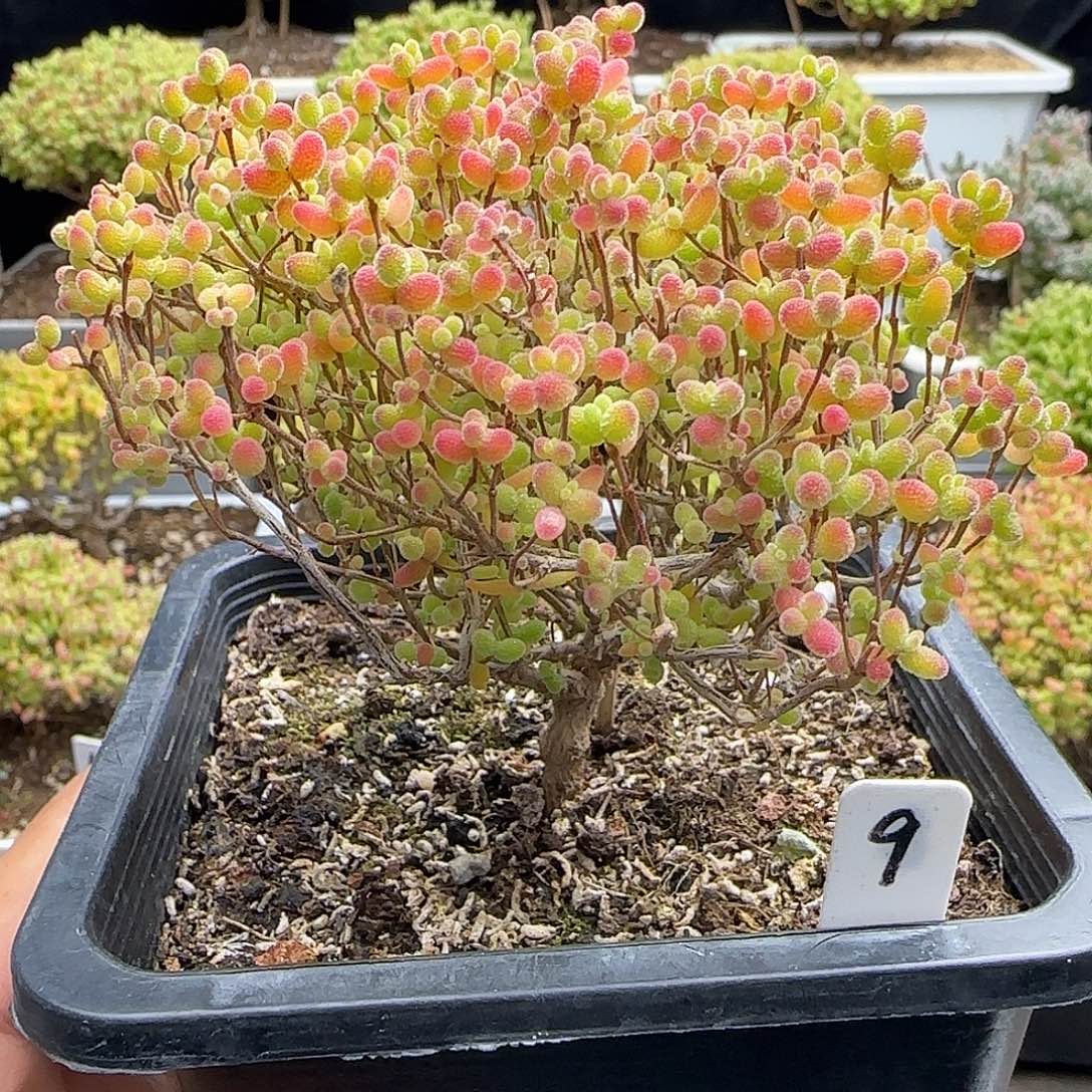 蜜橘糖球一物一拍