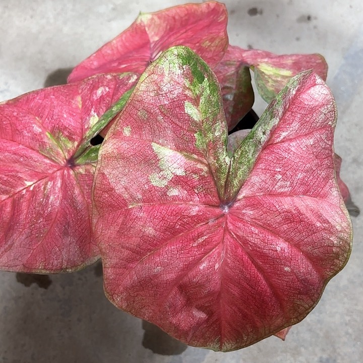 鱼***海85-0212彩叶芋广东现货