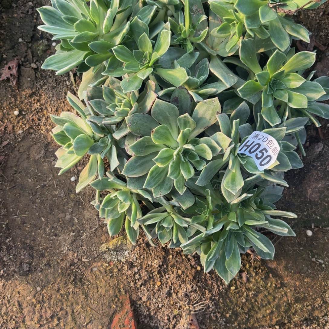 50多肉植物捧花的