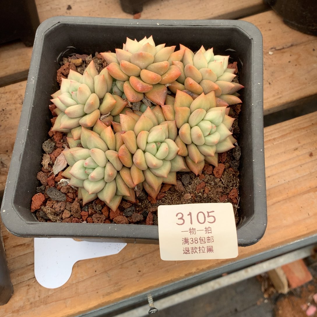 12.5厘米六头黄金象牙3105