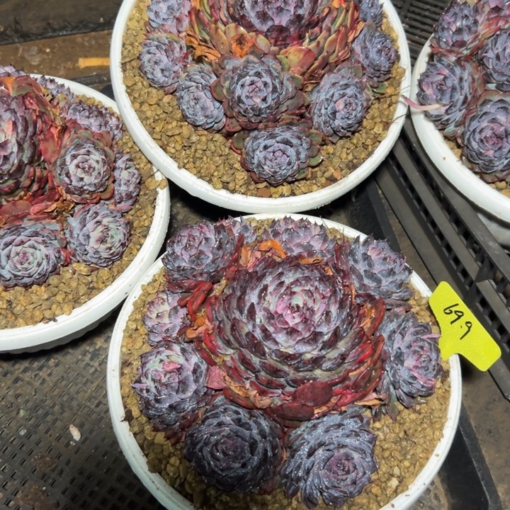 精品多肉植物老桩蓝色妖姬