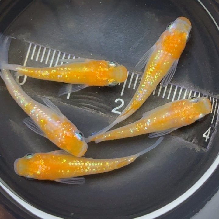 青鳉鱼短王华52号青鳉