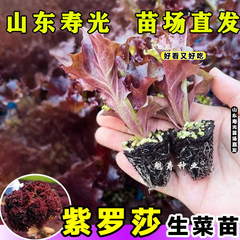 紫罗莎生菜苗样带土球速生凤尾生菜种子春秋冬四季耐寒蔬菜籽寿光