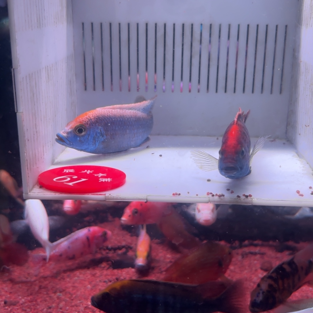 慈鲷鱼直播61号2条