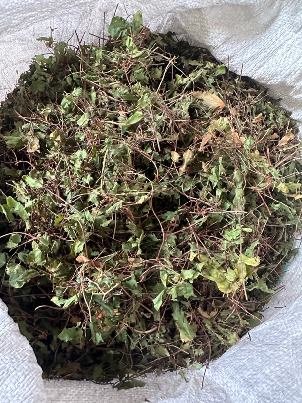 广西山货海金沙 海金沙藤 自然晾晒干货