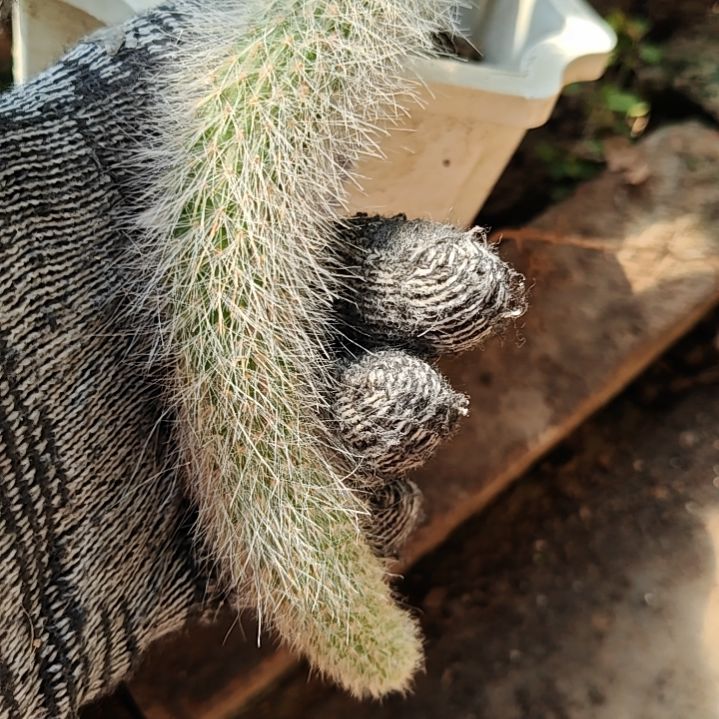 九尾狐侧芽一对仙人球特18CM