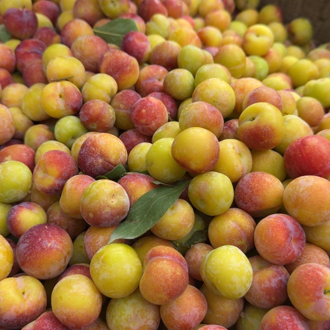 墨李子5斤中国大陆