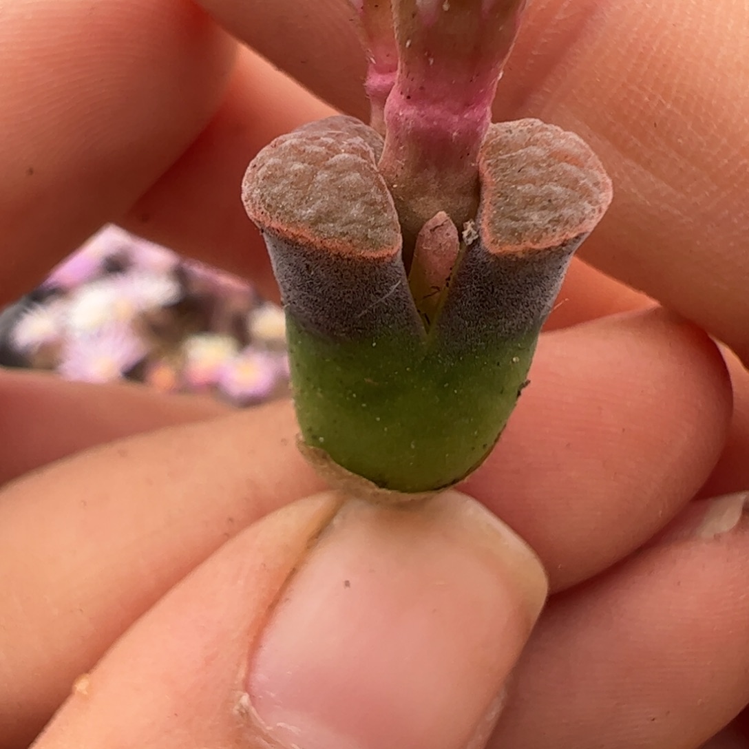 283 好看的多肉冲冲冲