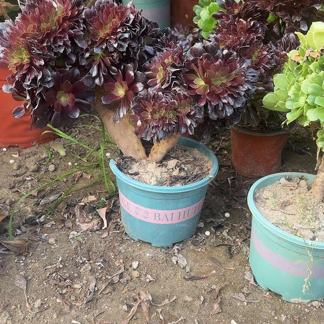 红陶hhhhhhhhx哈哈哈哈 