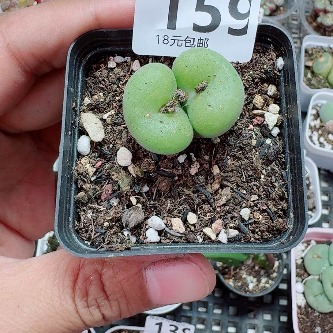 159多肉植物多肉植物