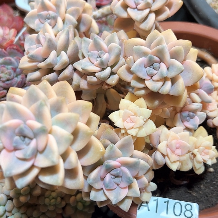 幸运的是我的朋友