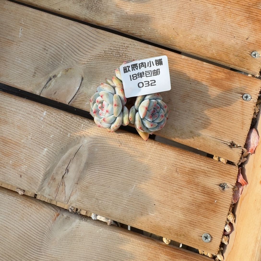 维**多肉植物石榴籽已上桌