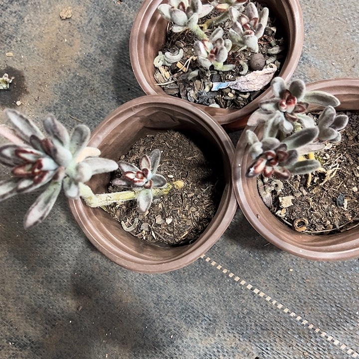 悟空三颗处理小的