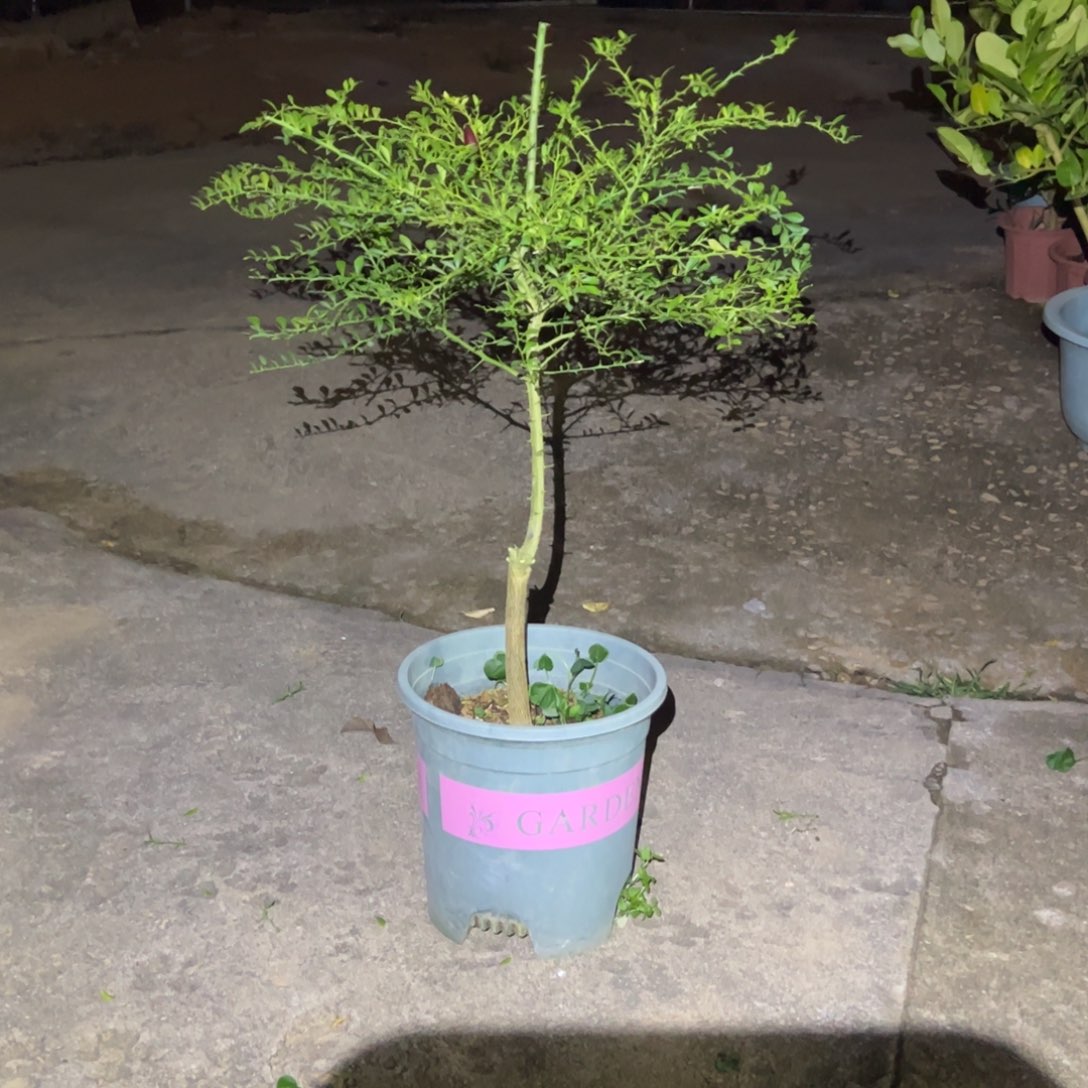 无花朵手指红香槟盆栽
