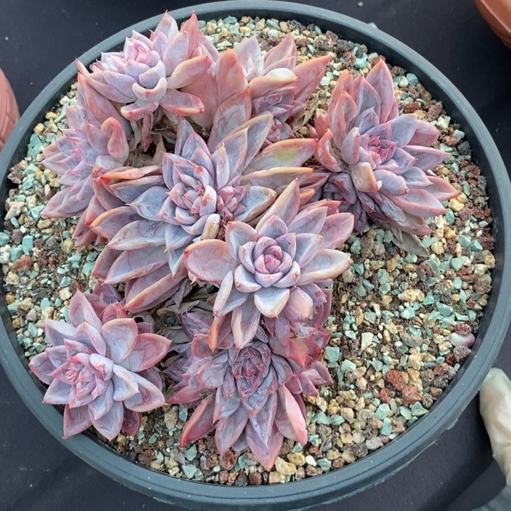 爱莎公主肉肉肉肉肉