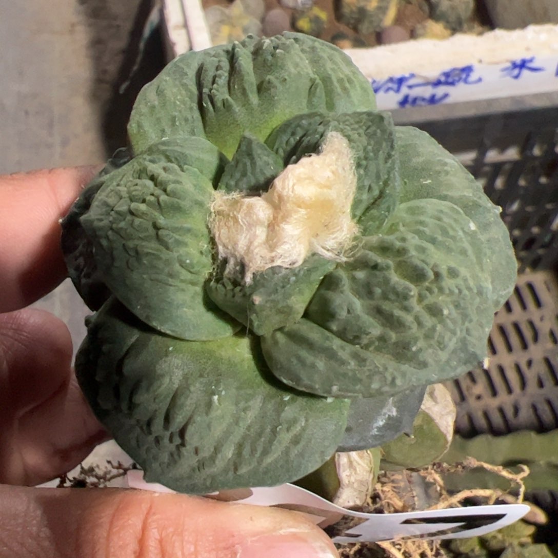 牛舌怒涛牡丹247