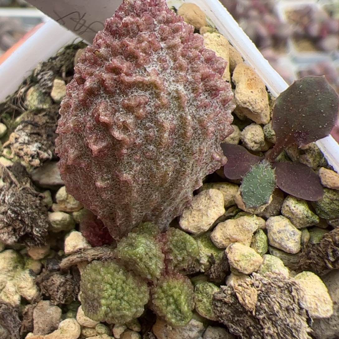 实生低叶苗多肉植物水泡