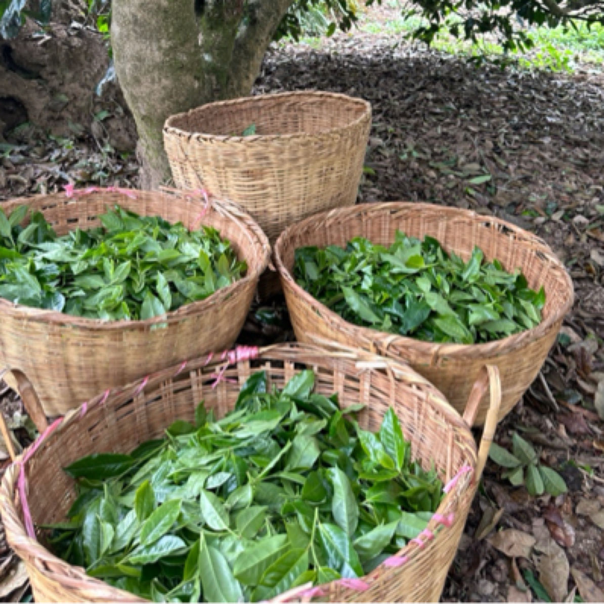 小勐峨•红土地•古树•蜜甜果香