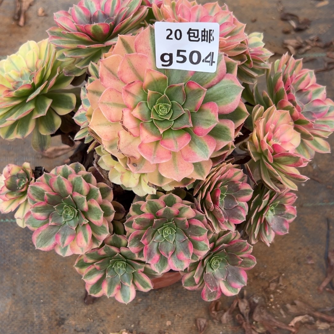 504雨荷，满20包邮嘟叮熊