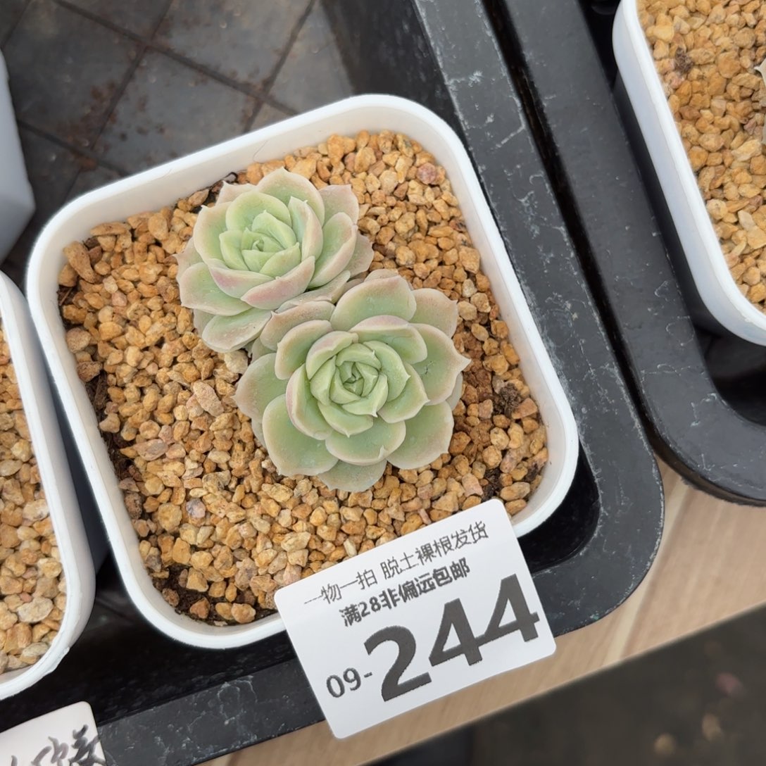 水晶虾饺双头多肉