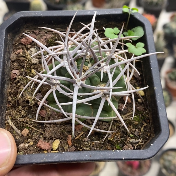 实生精品碧岩玉特价福利