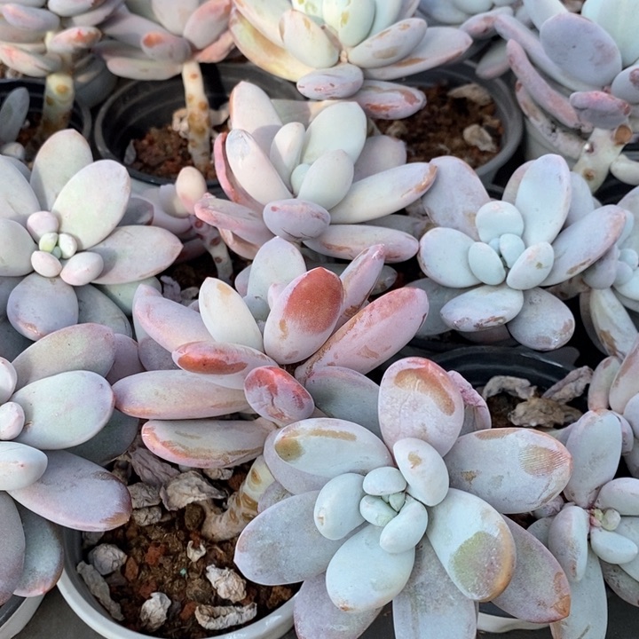 80。雪美人。单双混发