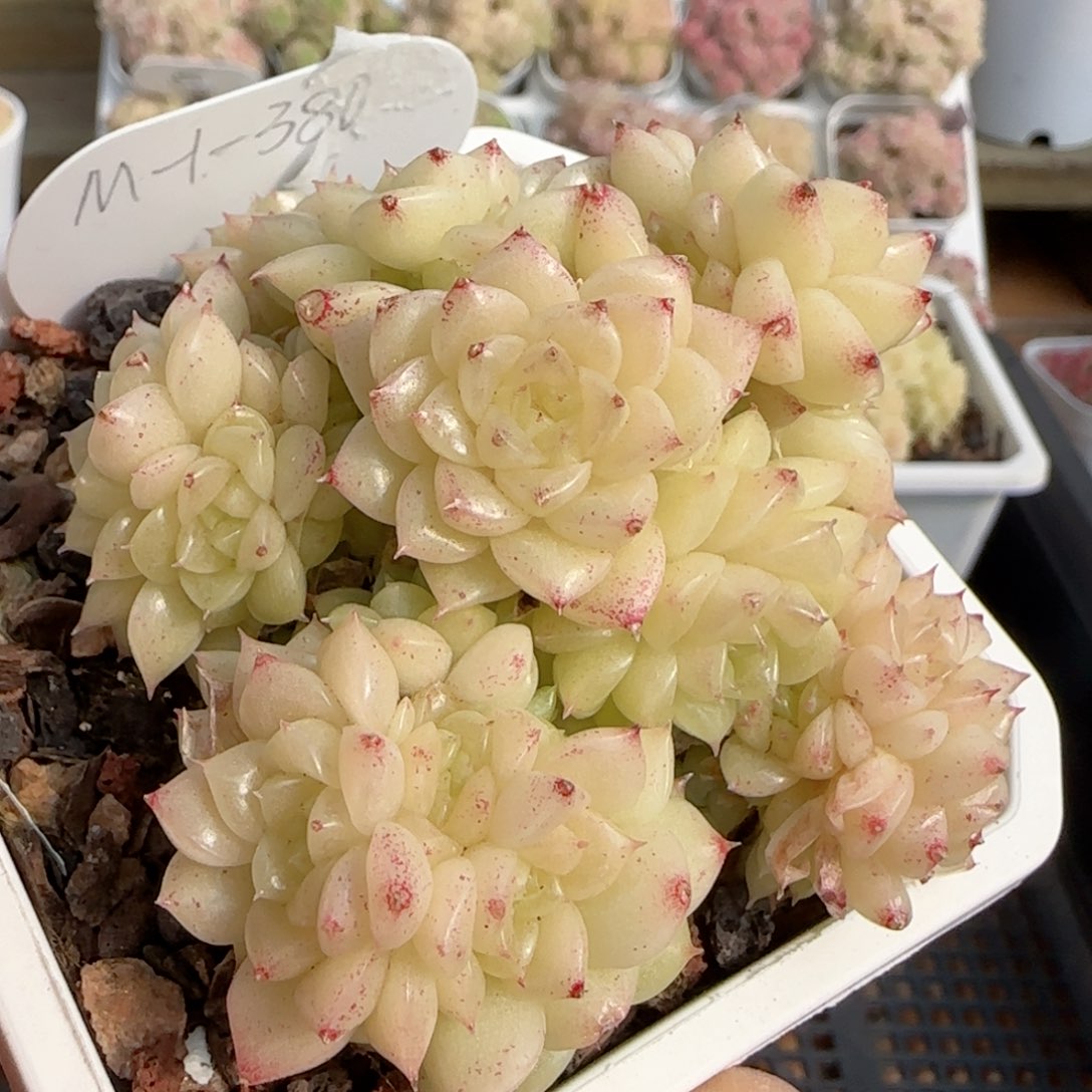 【闪购商品】0202-106（m1-380）