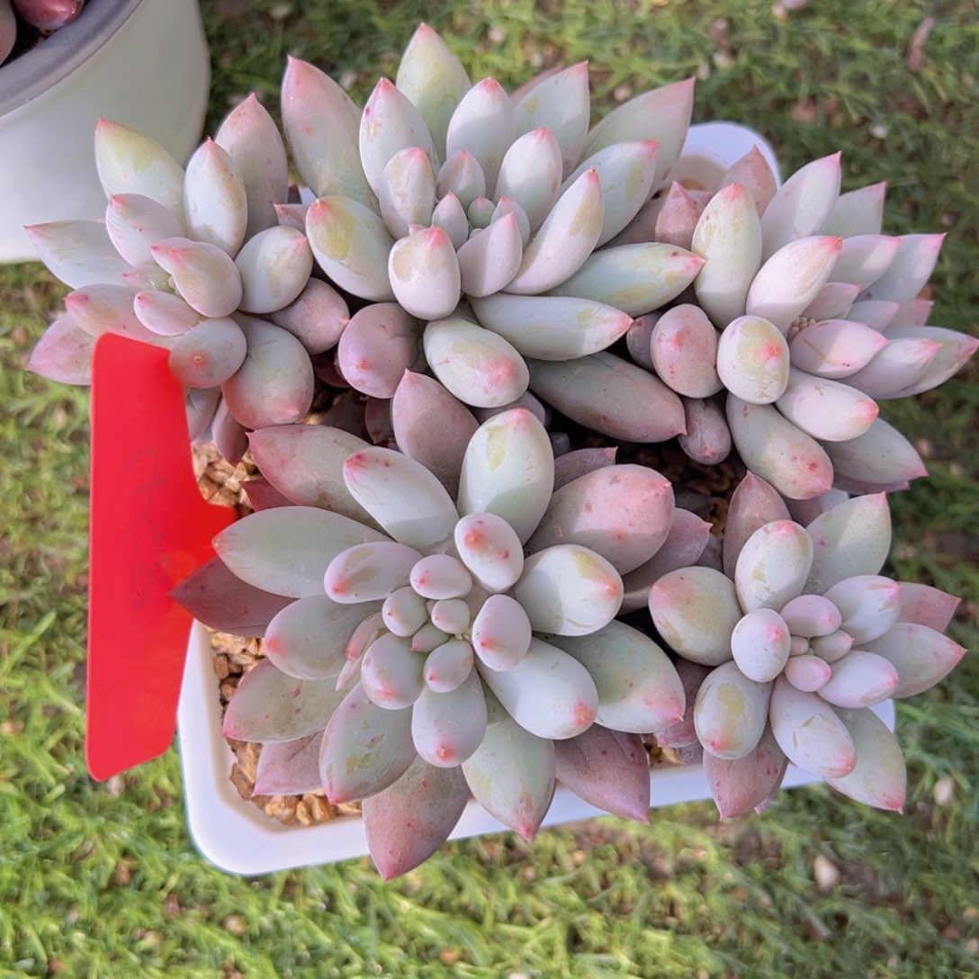 香玉的故事是一个人的故事吗我