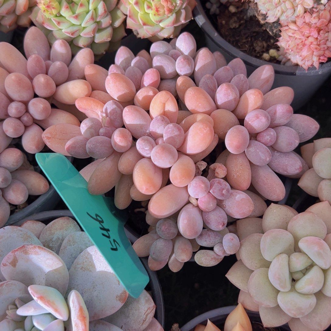 香玉的故事是一个人