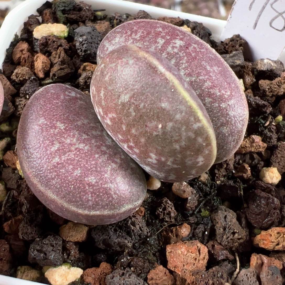 姝****满斑花蛋大苗多肉植物