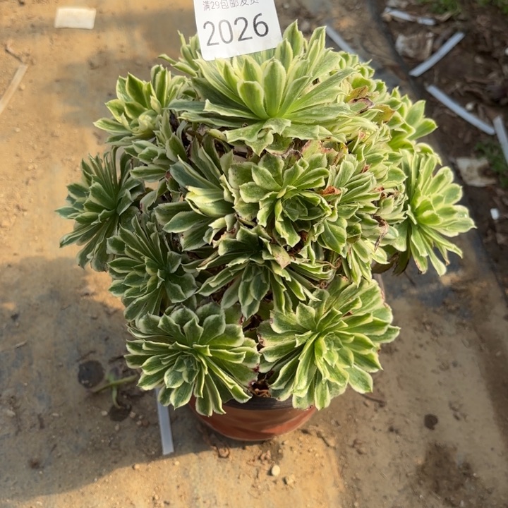 碧浪多肉法师2026