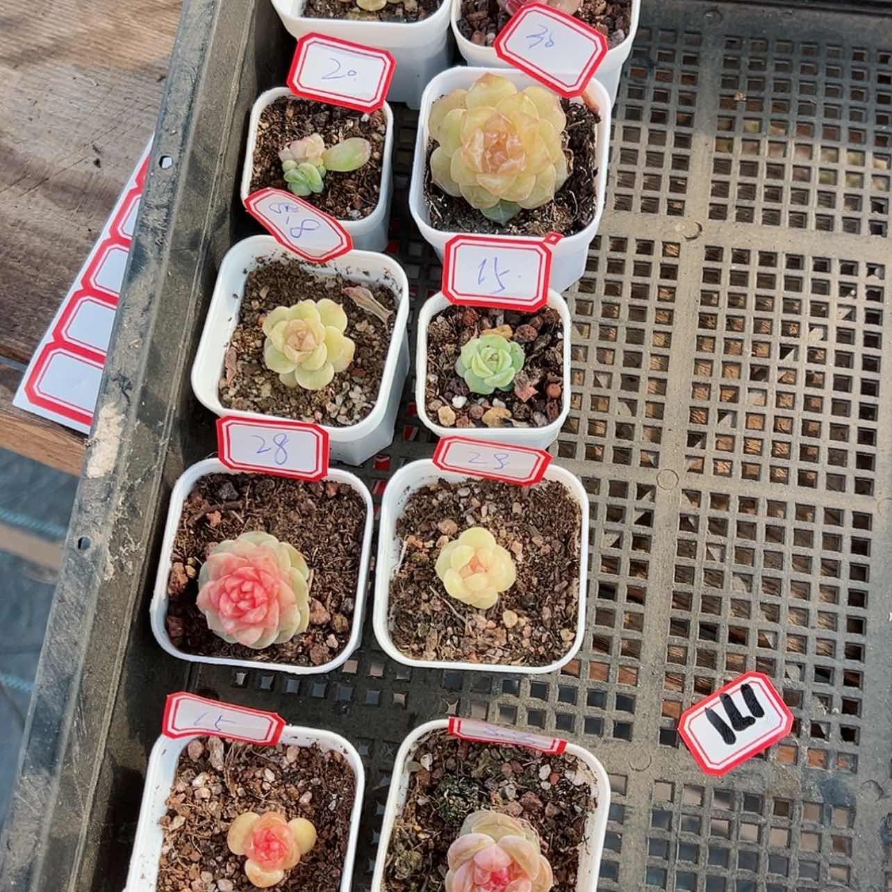 【闪购商品】小***?622哈哈哈哈哈哈哈