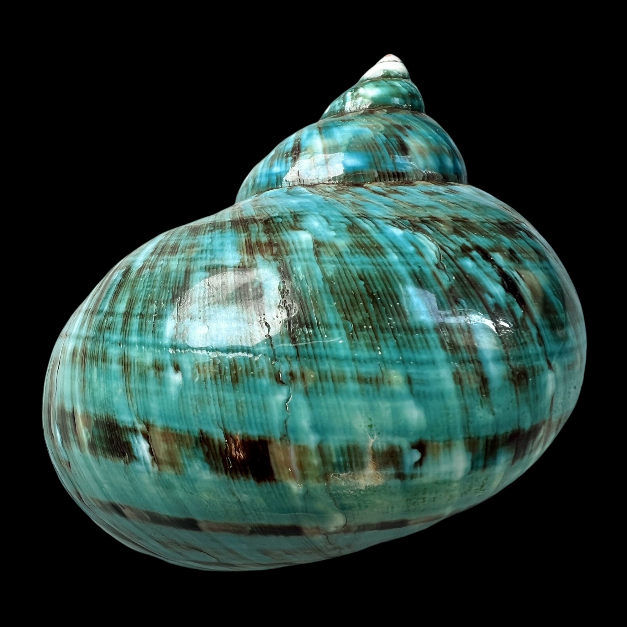 【帝王螺杯（特大！精品）】99.8mm 赠1串杯托 天然贝壳 A5