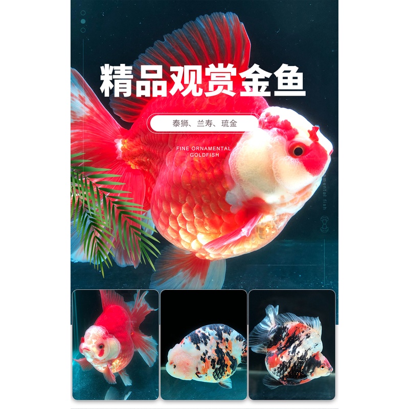 直播链接金鱼活鱼兰寿泰狮鎏金精品鱼冷水鱼直播选鱼一鱼一拍
