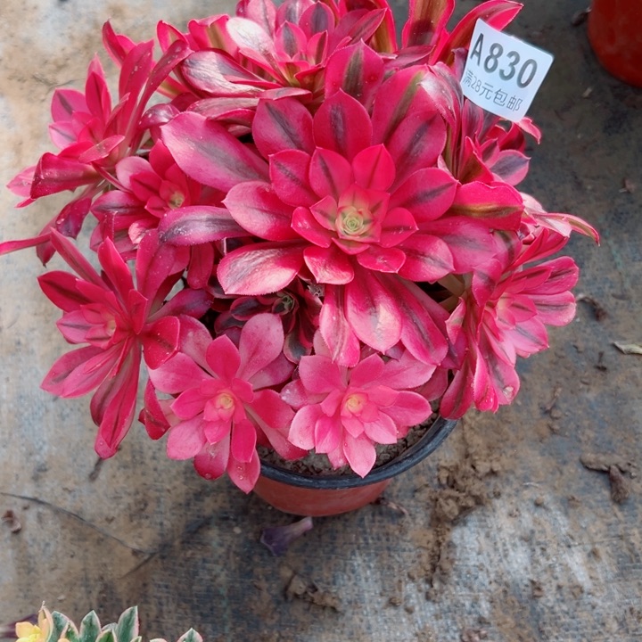 830美杜莎多肉植物