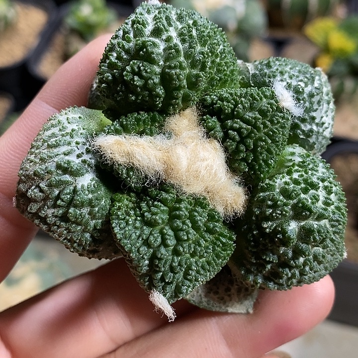 苗落自根哥斯拉牡丹。221号